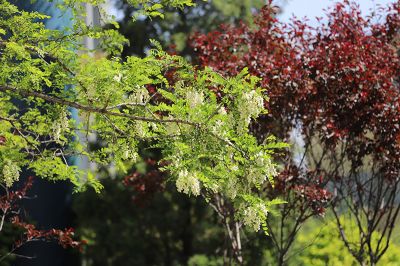 花色怡人